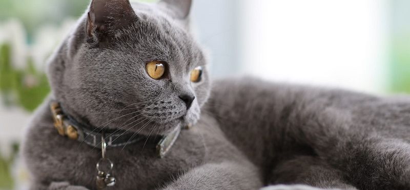 Британская порода кошек