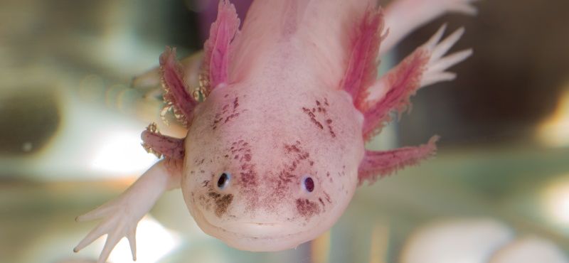 Аксолотль: как содержать