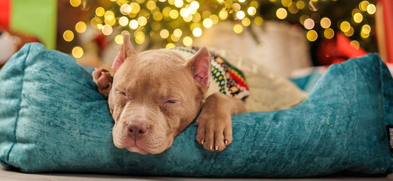 Как сфотографировать питомца