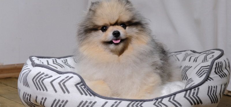 Лежаки: как выбрать