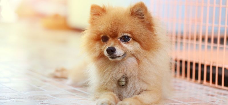 Собаки для детей: обзор пород, которые подойдут ребенку