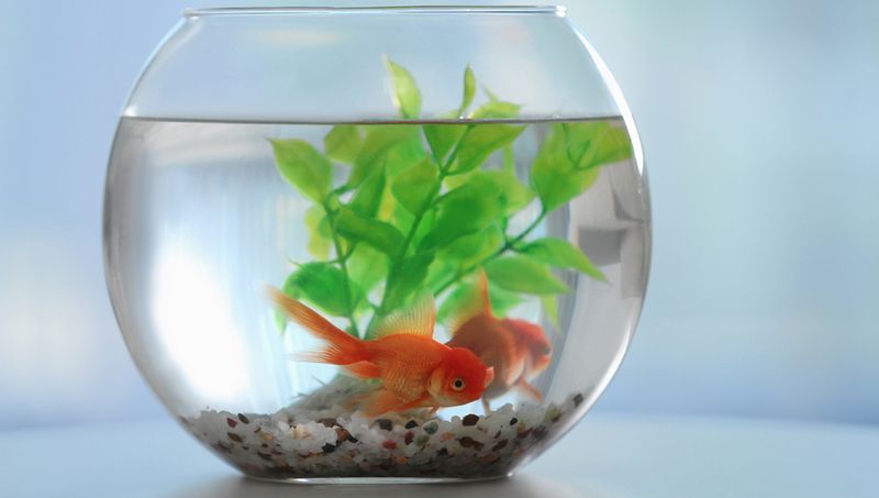 Как подготовиться к покупке аквариумных рыбок: уход и содержание