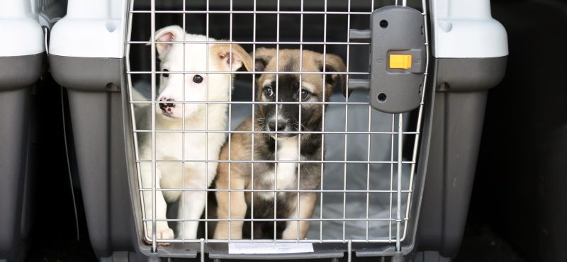 Как правильно перевозить питомца в самолете?