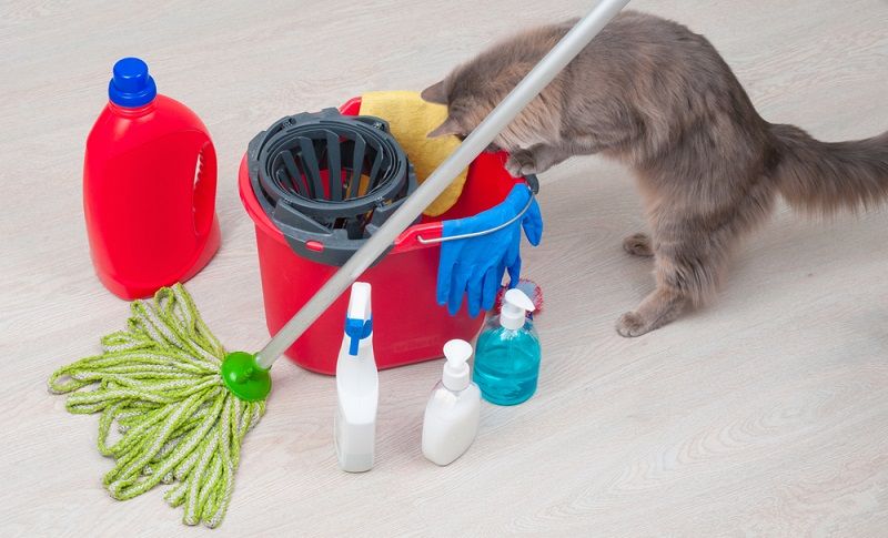 Как устранить запах кошачьей мочи? Как устранить запах кошачьей мочи?