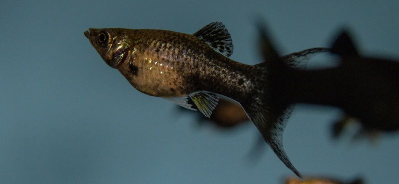 Моллинезия Моллинезия