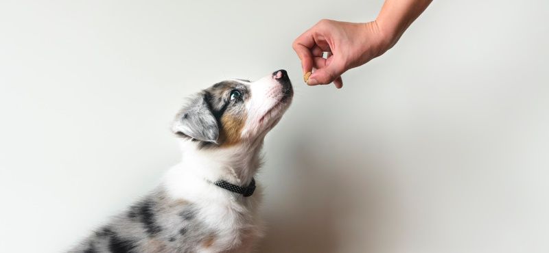 Натуральные и гипоаллергенные лакомства для собак