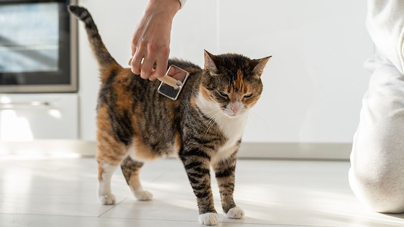 Как бороться с шерстью кошек в квартире