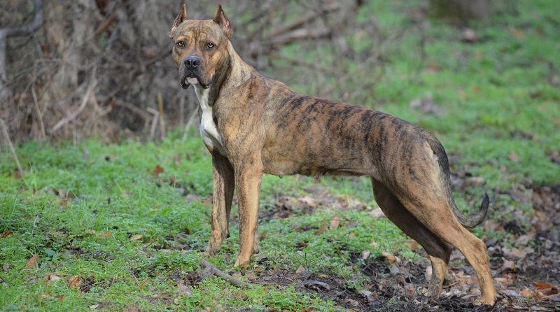 Алано порода собак