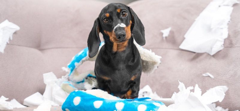 Собака одна дома: позаботьтесь о питомце