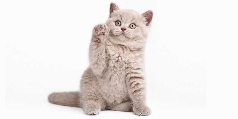 Подарки для любимых питомцев!