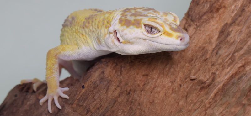 Эублефар: уход и содержание в домашних условиях