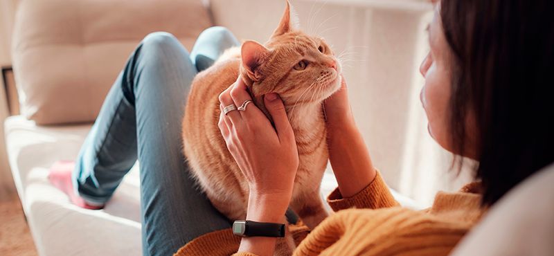 Как бороться с шерстью кошек в квартире