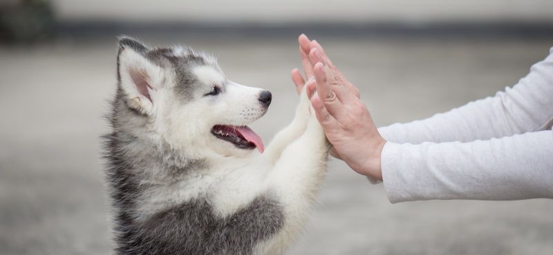 Как ухаживать за щенками?