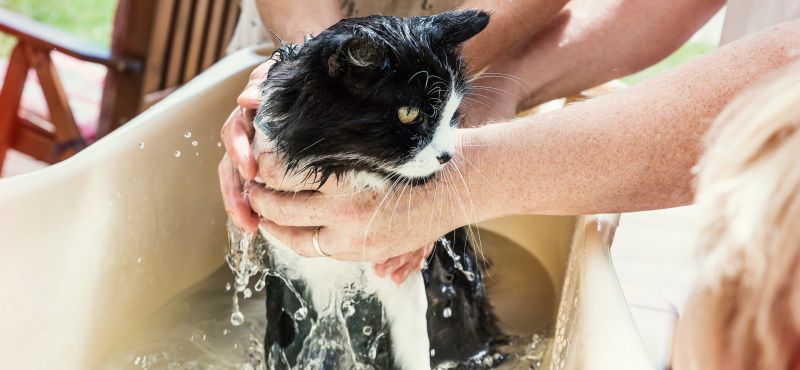 Как помыть кота в домашних условиях