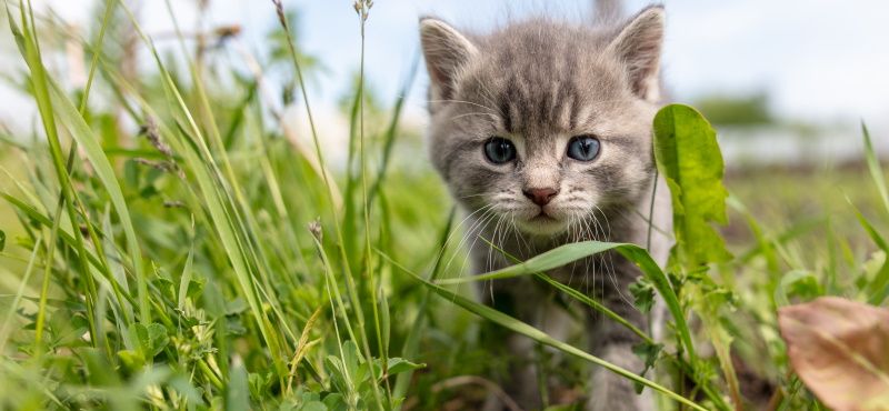 Как правильно воспитывать котенка