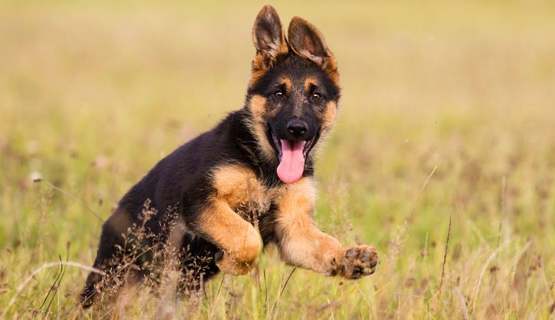 Немецкая овчарка – порода собак