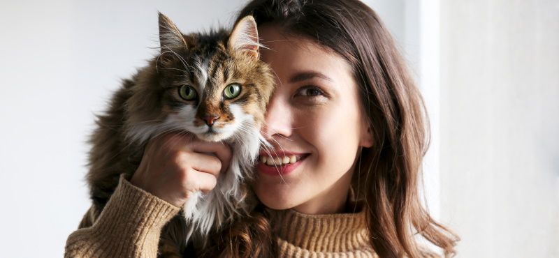 Сибирская кошка: описание, характер, содержание