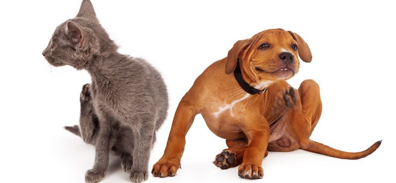 Когда начинать профилактику от блох и клещей