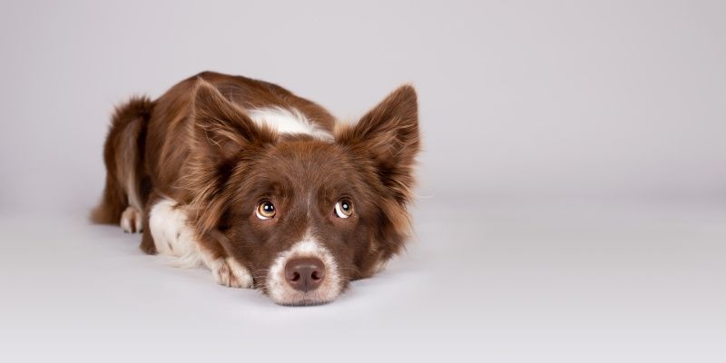 Ваша собака боится громких звуков?