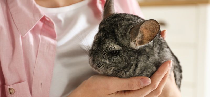 Шиншилла в домашних условиях: содержание, уход, чем кормить