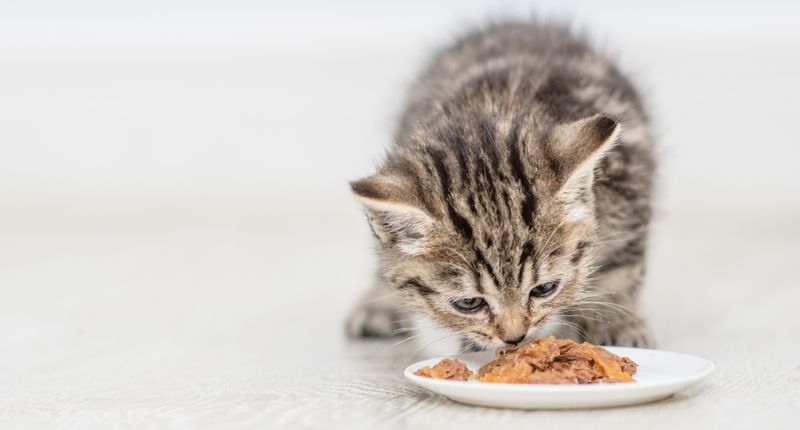 Какой корм для котят выбрать?