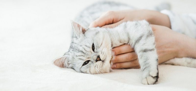 Аллергия у кошек: причины и советы по лечению