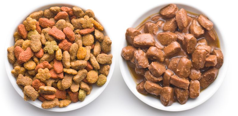 Какой корм для котят выбрать?