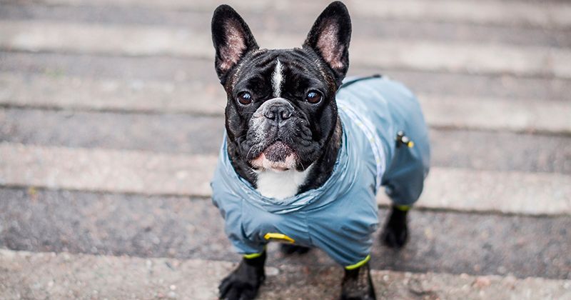 Одежда для французских бульдогов
