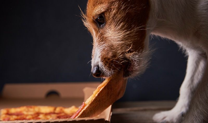 Чем кормить кастрированную собаку?