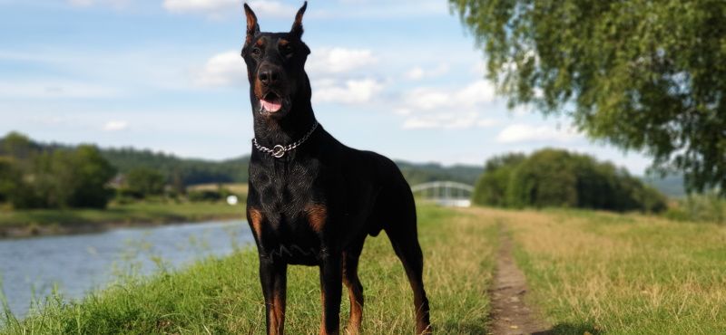 Собаки для детей: обзор пород, которые подойдут ребенку