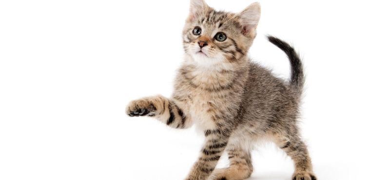 Как правильно воспитывать котенка