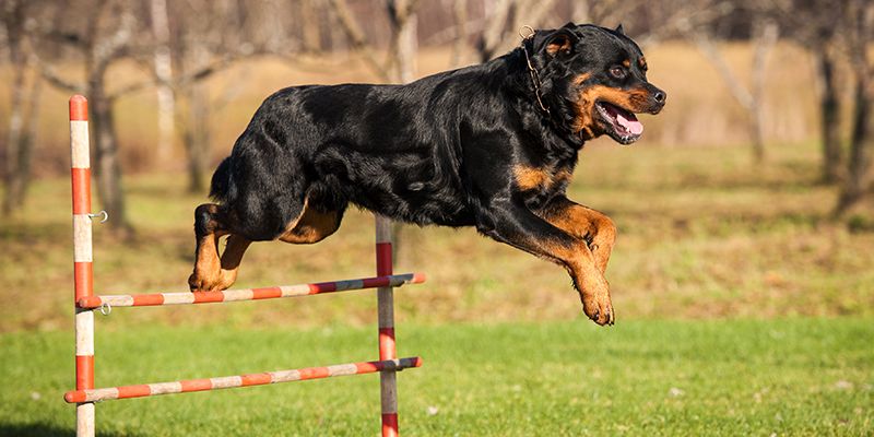Ротвейлер - порода собак