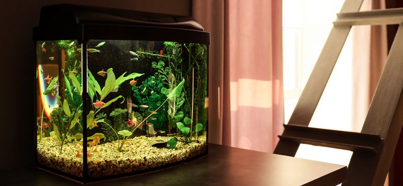 Как подготовиться к покупке аквариумных рыбок: уход и содержание