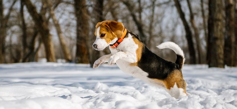 Температурный режим у собаки - когда питомцу жарко и холодно
