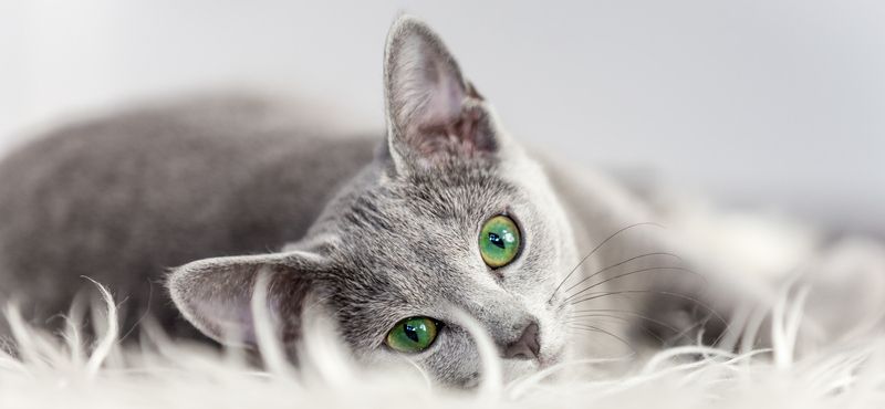 РосКОШная жизнь или вещи первой необходимости для кошки