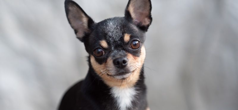 Чихуахуа - порода собак Чихуахуа - порода собак