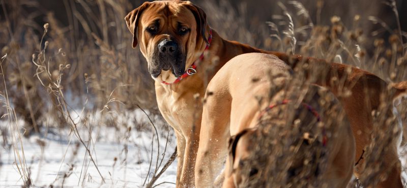 Бурбуль – порода собак