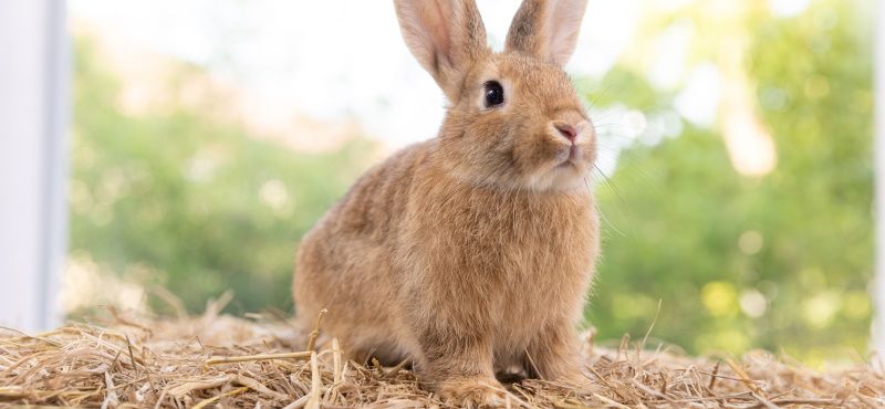 Обзор кроликов для содержания дома