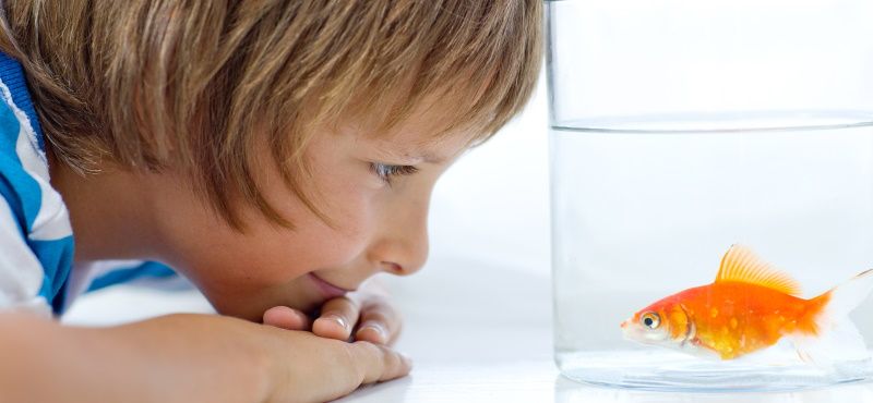 Виды кормов для аквариумных рыбок 