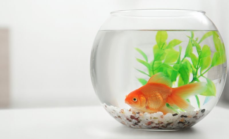 Оформление домашнего аквариума: правила, элементы, стили