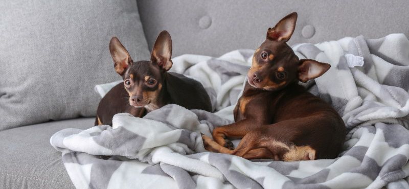 Одежда для той-терьера - модные костюмчики