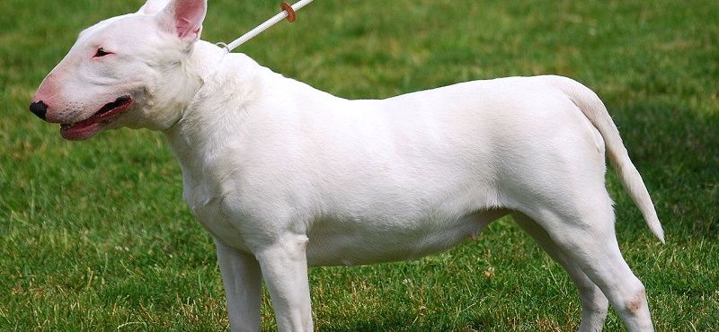 Бультерьер - порода собак Бультерьер - порода собак