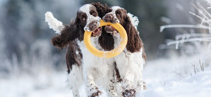 Идеи совместных игр с питомцем Идеи совместных игр с питомцем