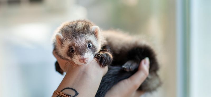 Хорьки: особенности содержания и уход