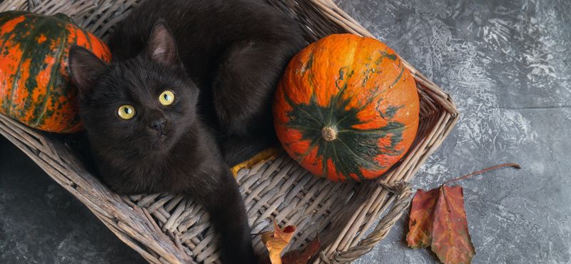 Обзор нарядов на Хэллоуин для питомцев