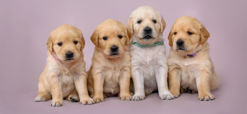 Что делать с щенком с улицы