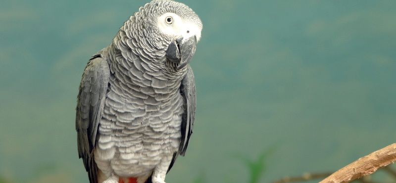 Каких птиц лучше заводить в квартире