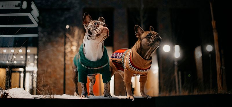 Одежда для французских бульдогов