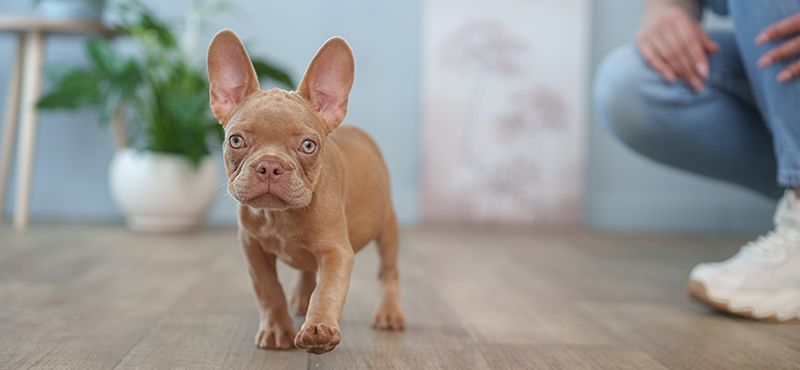 Одежда для французских бульдогов