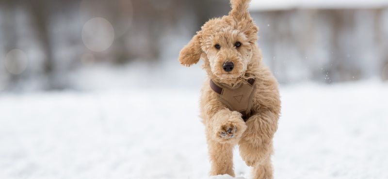 Топ пород собак для квартиры